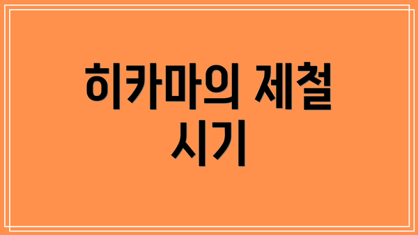 히카마의 제철 시기